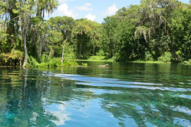 Güzel nehir manzarası ve kuzey Florida bataklıkları. 