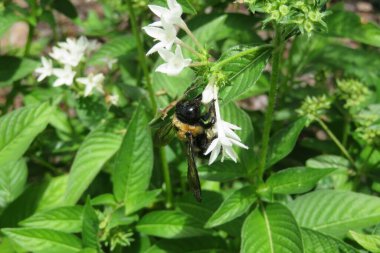 Florida doğasında beyaz penta çiçekleri üzerinde güzel yaban arısı