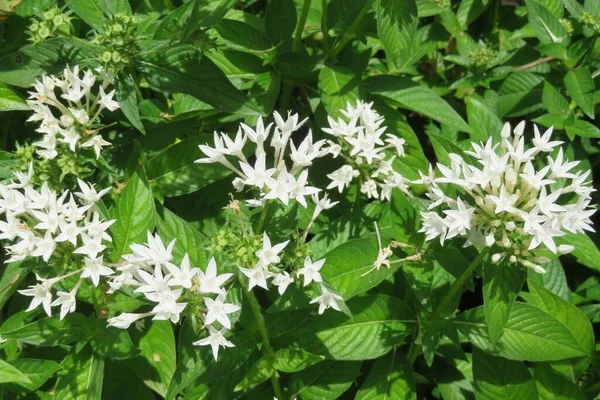 Bahçede Yeşil Yapraklı Beyaz Penta Çiçekleri — Stok fotoğraf