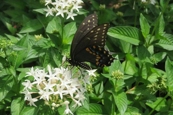 Hermosa Mariposa Cola Golondrina Negra Sentada Flores Pentas Blancas Naturaleza —  Fotos de Stock