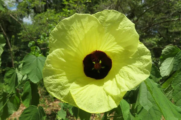 Yellow Hibiscus Calyphyllus Zoological Garden Closeup — Zdjęcie stockowe