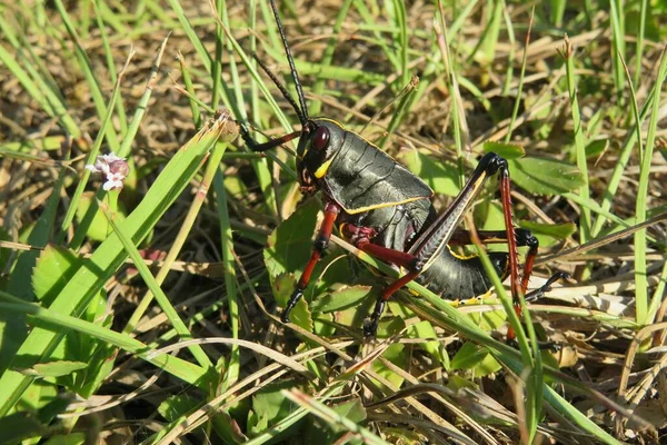 Black Tropical Grasshopper Grass Closeup — стоковое фото