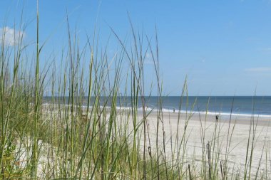 Kum tepelerinin ve Florida sahilinin güzel manzarası.