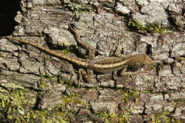 Florida 'da tropik kahverengi kertenkele.