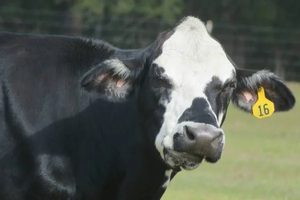 Gros Plan Vache Dans Champ Ferme — Photo