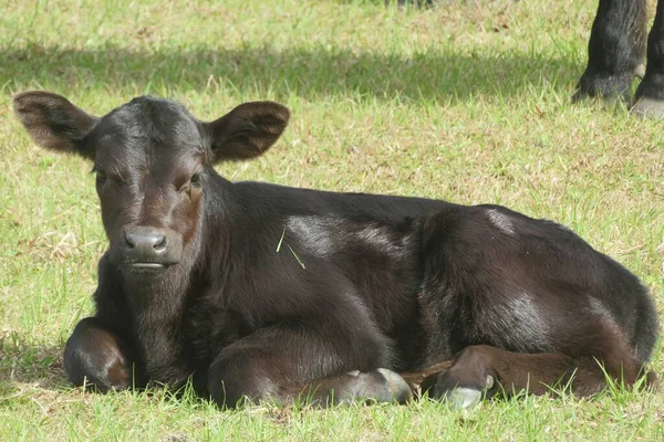 Young Black Calf Green Grass Field — Stock Photo, Image