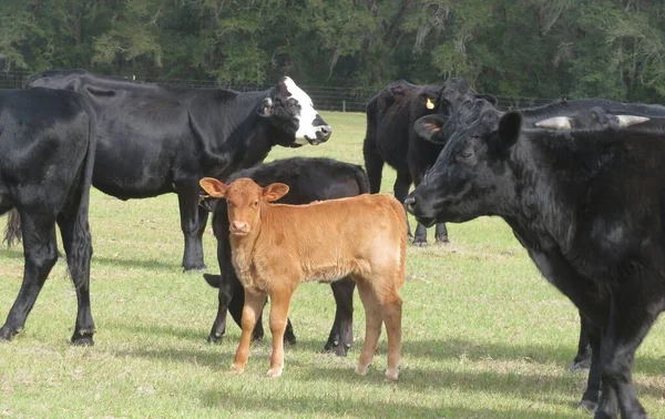 Vache Veau Dans Champ Sur Fond Herbe Verte — Photo