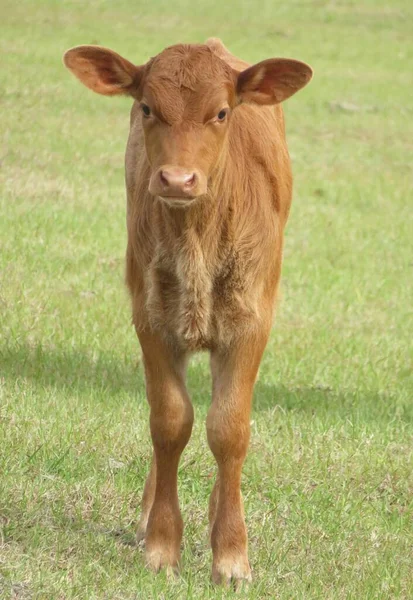 Young Brown Calf Field Portrait Closeup — Stock Photo, Image