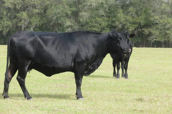 Vacas Negras Campo Sobre Hierba Verde — Foto de Stock