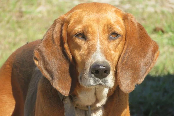 Brown Beagle Dog Closeup — стокове фото