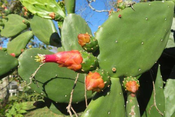 Closeup Blooming Cactus Plant Florida Wild — Stock Photo, Image