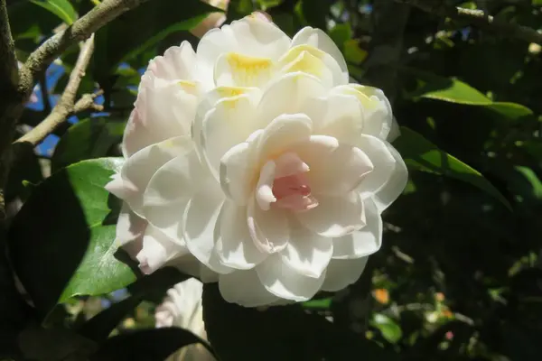 Piękna Biała Róża Kamelia Ogrodzie Zbliżenie — Zdjęcie stockowe