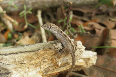 Ağaçta tropik kertenkele, yakın plan.