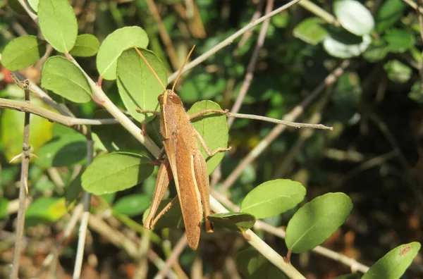 Saltamontes Tropicales Marrones Planta Primer Plano —  Fotos de Stock