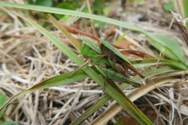 Florida 'da çimlerin üzerinde tropik çiftleşen çekirgeler.