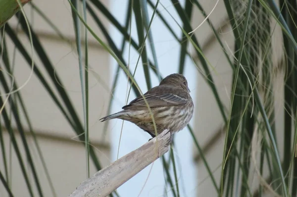 Huisvink Vogel Vrouwtje — Stockfoto