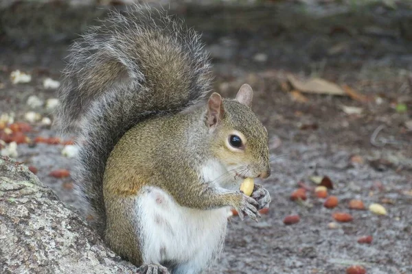 Γκρι Αμερικανός Σκίουρος Τρώει Καρύδι Στο Πάρκο Φλόριντα — Φωτογραφία Αρχείου
