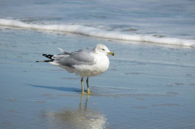 Kuzey Florida 'nın Atlantik kıyısındaki sahilde martı