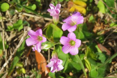 Florida doğasında doğal arka planda pembe oksalis çiçekleri, yakın plan.