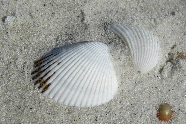 Białe Muszle Plaży Florydzie Zbliżenie — Zdjęcie stockowe