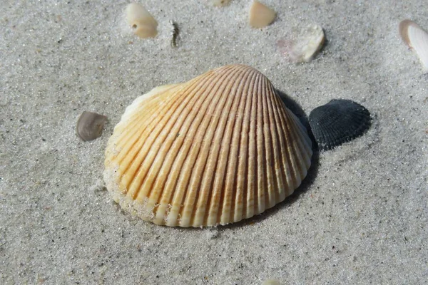 Conchiglia Marrone Sulla Spiaggia Nella Costa Atlantica Del Nord Della — Foto Stock