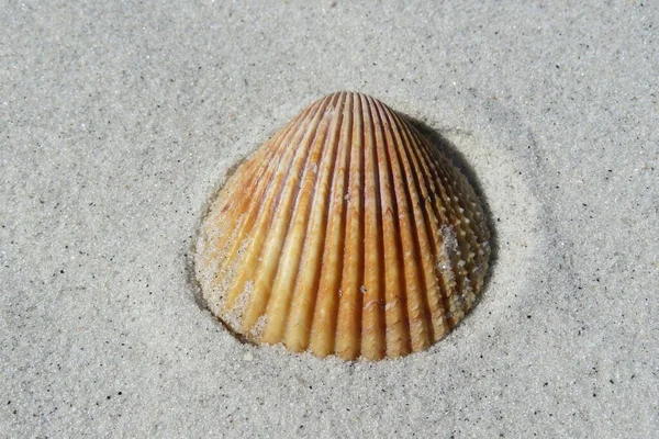 Concha Marrom Praia Costa Atlântica Norte Flórida Close — Fotografia de Stock