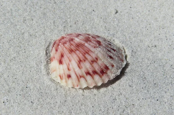 Belle Coquille Rose Sur Sable Sur Plage Floride Gros Plan — Photo