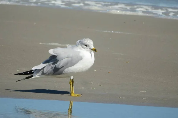 佛罗里达州北部大西洋海岸海滩上的海鸥 — 图库照片