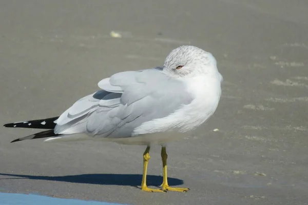 Möwe Strand Der Atlantikküste Von Nordflorida — Stockfoto