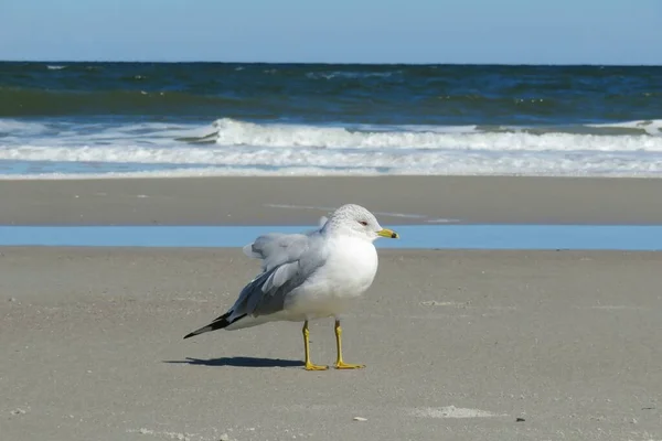 Gabbiano Sulla Spiaggia Nella Costa Atlantica Del Nord Della Florida — Foto Stock