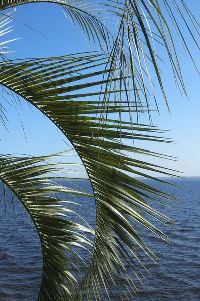 Palmenzweige Auf Dem See Florida — Stockfoto
