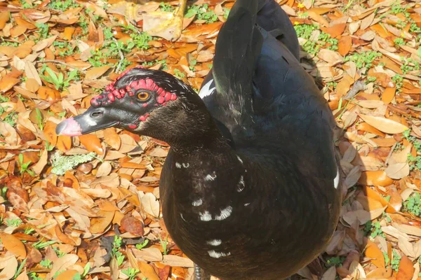 Närbild Svart Mysk Anka Blad Bakgrund — Stockfoto