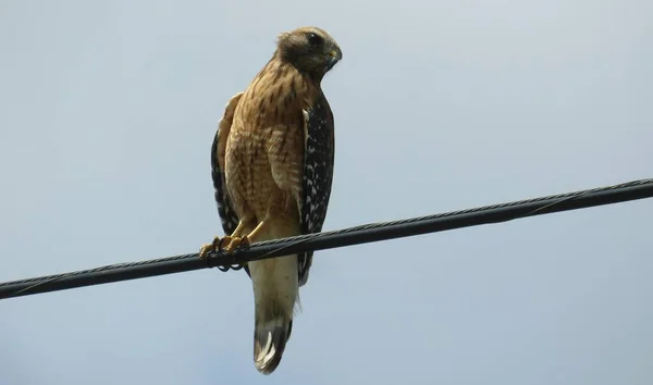 Hawk Sur Les Fils Floride Nature — Photo