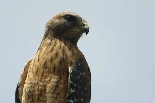 Gros Plan Visage Faucon Sur Fond Ciel Bleu — Photo