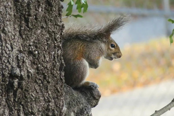 Écureuil Amérique Sur Arbre Floride Nature — Photo