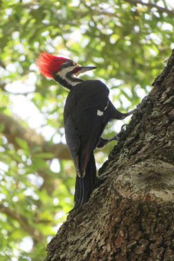 Florida doğasında ağaçkakan sürüsü var.