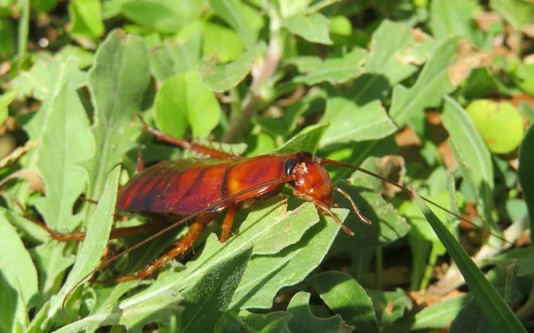 Αμερικανική Κατσαρίδα Στο Γρασίδι Της Φλόριντα Φύση Closeup — Φωτογραφία Αρχείου