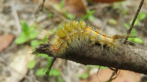 Gelbe Tussock Raupe Auf Zweig Der Natur Floridas Nahaufnahme — Stockfoto