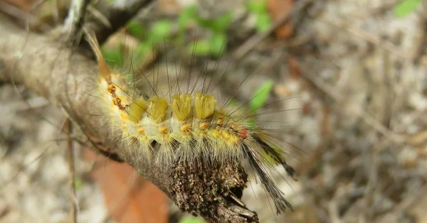 Žlutá Housenka Přírodě Floridy Detailní Záběr — Stock fotografie