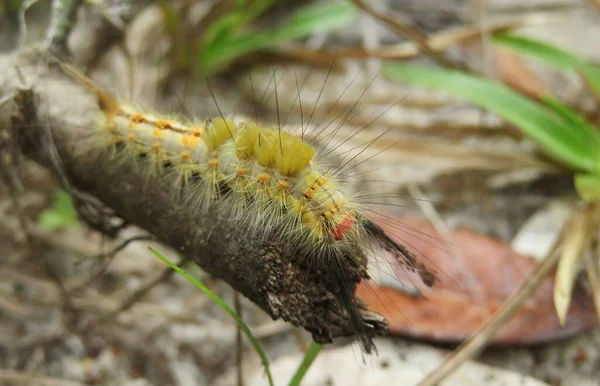 佛罗里达州的黄袜毛毛虫 特写镜头 — 图库照片