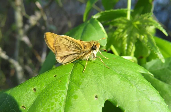Brown Skipper Butterfly Green Leaf Florida Nature Closeup —  Fotos de Stock