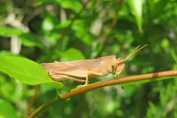 Yellow Tropical Grasshopper Branch Florida Nature Closeup — Stock Photo, Image