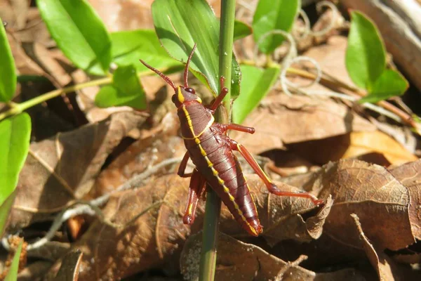 Tropical Brown Grasshopper Florida Wild Closeup — 스톡 사진