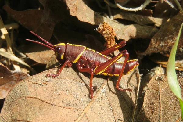 Tropical Brown Grasshopper Florida Wild Closeup — Photo