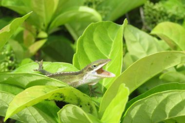 Yeşil tropik kertenkele Florida 'da yaprakların üzerinde, vahşi, yakın plan