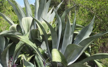 Florida zoolojik bahçesinde mavi agave bitkisi