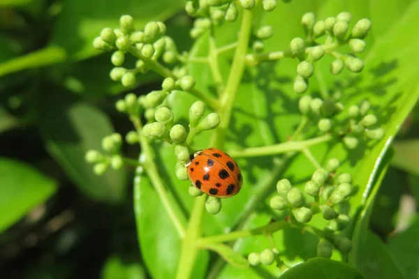 Red Ladybug Florida Nature Natural Green Plant Background — Stock Photo, Image