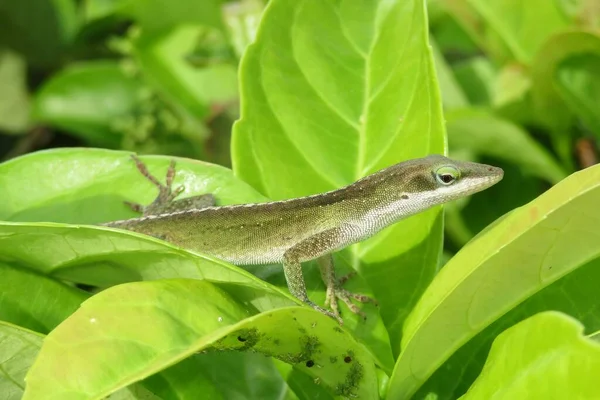 Yeşil tropik kertenkele Florida 'da yaprakların üzerinde, vahşi, yakın plan