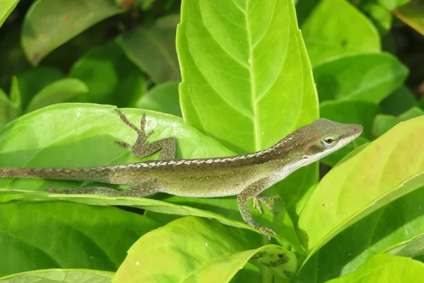 Зелена Тропічна Ящірка Лижах Флориді — стокове фото