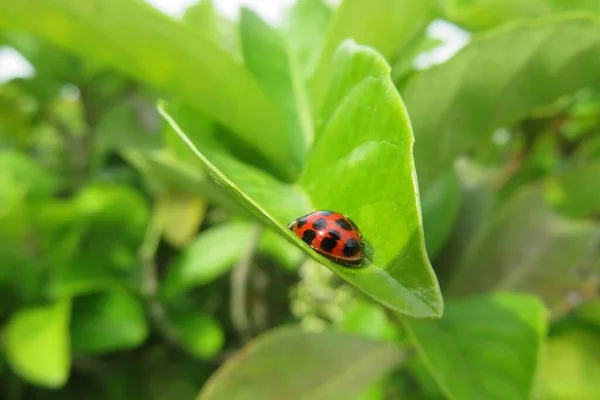 Red Ladybug Florida Nature Natural Green Plant Background — Photo